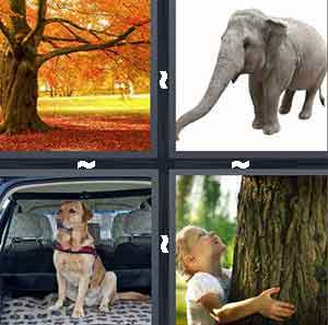4 Pics 1 Word Level 62