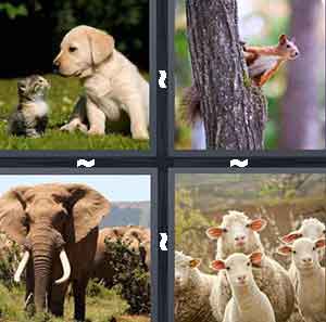 4 Pics 1 Word Level 344