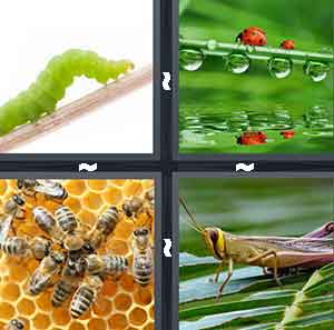 4 Pics 1 Word Level 519