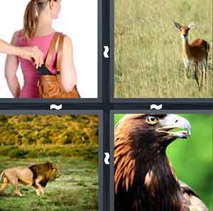 4 Pics 1 Word Level 709