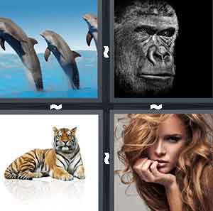 4 Pics 1 Word Level 799