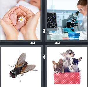 4 Pics 1 Word Level 1122