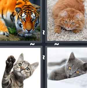 4 Pics 1 Word Level 1198