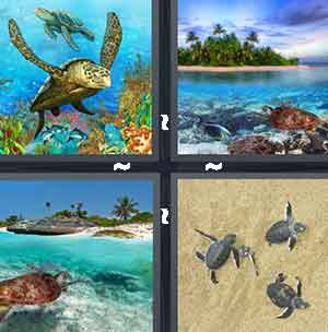 4 Pics 1 Word Level 1352