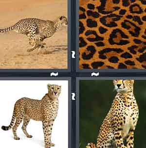 4 Pics 1 Word Level 1360