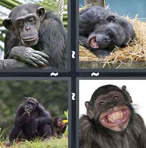 4 Pics 1 Word Level 1372