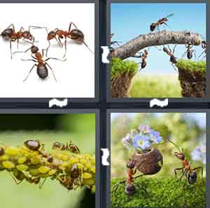 4 Pics 1 Word Level 1421