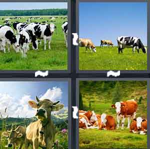 4 Pics 1 Word Level 1433