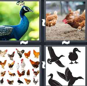 4 Pics 1 Word Level 1455