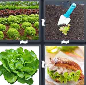 4 Pics 1 Word Level 1544