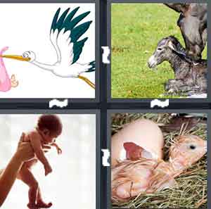 4 Pics 1 Word Level 1574