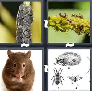 4 Pics 1 Word Level 1601