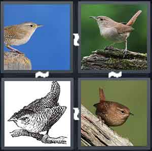 4 Pics 1 Word Level 1646