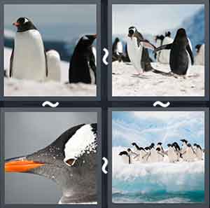 4 Pics 1 Word Level 2037