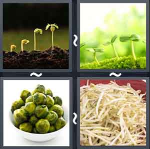 4 Pics 1 Word Level 2142