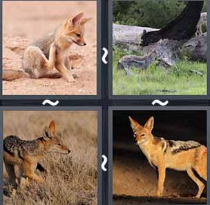 4 pics 1 word answers 6 letters level 313