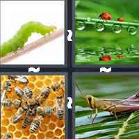 4 Pics 1 Word level 6-12 6 Letters