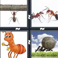 4 Pics 1 Word level 6-13 3 Letters