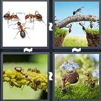 4 Pics 1 Word level 21-2 4 Letters