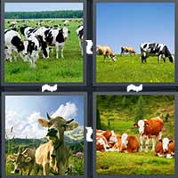 4 Pics 1 Word level 21-9 4 Letters