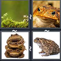 4 Pics 1 Word level 26-11 4 Letters