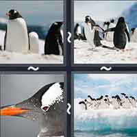 4 Pics 1 Word level 24-11 7 Letters