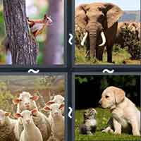 4 Pics 1 Word level 36-12 6 Letters