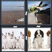 4 Pics 1 Word level 43-13 6 Letters